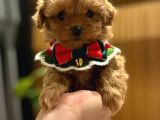 Dünya Tatlısı Maltipoo Yavrularımız Mağazamızdan Sizlerle