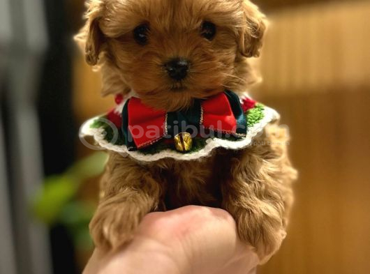 Dünya Tatlısı Maltipoo Yavrularımız Mağazamızdan Sizlerle görsel