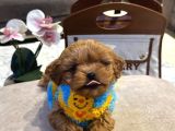 Dünya Tatlısı Maltipoo Yavrularımız Mağazamızdan Sizlerle