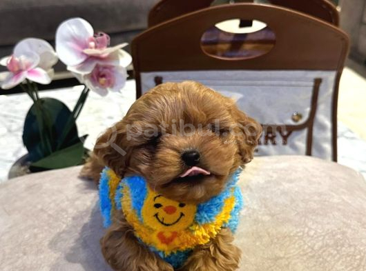 Dünya Tatlısı Maltipoo Yavrularımız Mağazamızdan Sizlerle görsel