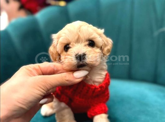 Dünya Tatlısı Maltipoo Yavrularımız Mağazamızdan Sizlerle görsel