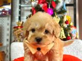 Dünya Tatlısı Maltipoo Yavrularımız Mağazamızdan sizlerle