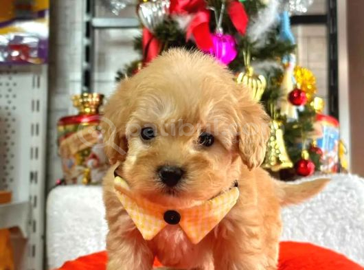 Dünya Tatlısı Maltipoo Yavrularımız Mağazamızdan Sizlerle