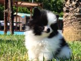 Pomerani̇an Çi̇fli̇ği̇nden Muhteşem Pomerani̇an Bebekleri̇