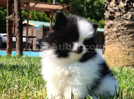 Pomerani̇an Çi̇fli̇ği̇nden Muhteşem Pomerani̇an Bebekleri̇ görsel