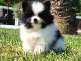 Pomerani̇an Çi̇fli̇ği̇nden Muhteşem Pomerani̇an Bebekleri̇