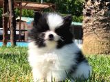 Pomerani̇an Çi̇fli̇ği̇nden Muhteşem Pomerani̇an Bebekleri̇
