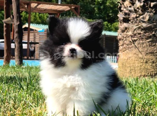 Pomerani̇an Çi̇fli̇ği̇nden Muhteşem Pomerani̇an Bebekleri̇ görsel