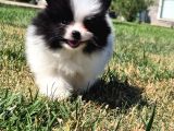 Pomerani̇an Çi̇fli̇ği̇nden Muhteşem Pomerani̇an Bebekleri̇