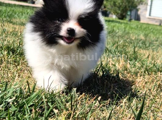 Pomerani̇an Çi̇fli̇ği̇nden Muhteşem Pomerani̇an Bebekleri̇ görsel