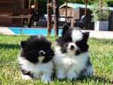 Pomerani̇an Çi̇fli̇ği̇nden Muhteşem Pomerani̇an Bebekleri̇