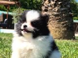 Pomerani̇an Çi̇fli̇ği̇nden Muhteşem Pomerani̇an Bebekleri̇