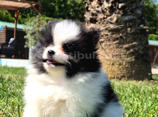 POMERANİAN ÇİFLİĞİNDEN MUHTEŞEM POMERANİAN BEBEKLERİ