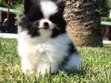 Pomerani̇an Çi̇fli̇ği̇nden Muhteşem Pomerani̇an Bebekleri̇