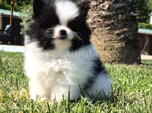 Pomerani̇an Çi̇fli̇ği̇nden Muhteşem Pomerani̇an Bebekleri̇ görsel