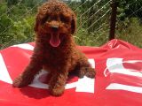 Şeker tadında poodle kore kan yavrularımız