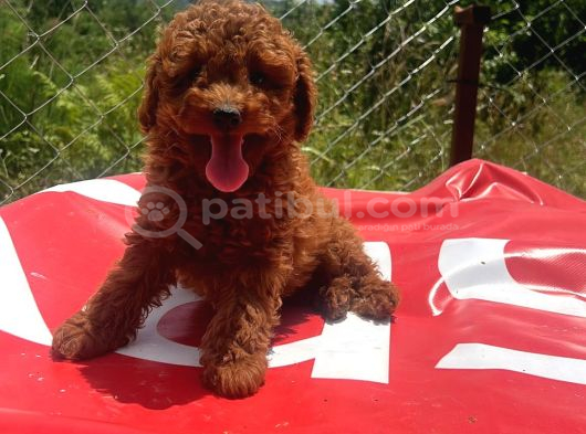 Şeker Tadında Poodle Kore Kan Yavrularımız