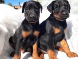 İri Yapılı Doberman Yavrular