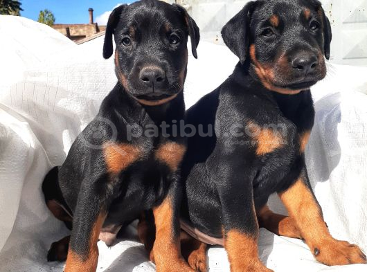 İri Yapılı Doberman Yavrular görsel