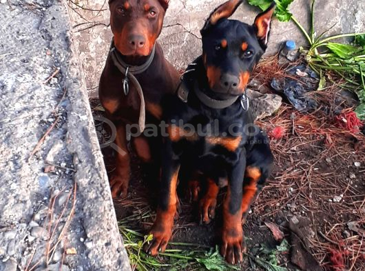 İri Yapılı Doberman Yavrular