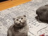 Ankara Baba Scottish Fold Anne British Shorthair Yavrular