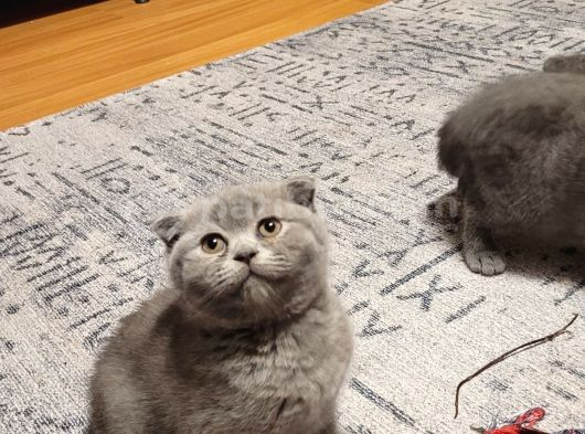 Ankara Baba Scottish Fold Anne British Shorthair Yavrular görsel