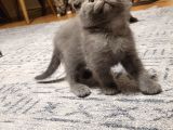 Ankara Baba Scottish Fold Anne British Shorthair Yavrular