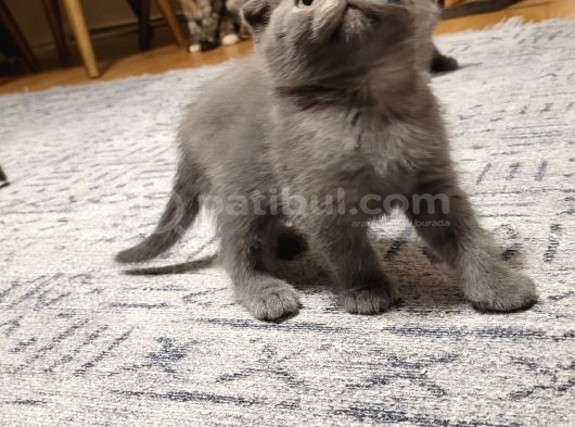 Ankara Baba Scottish Fold Anne British Shorthair Yavrular görsel