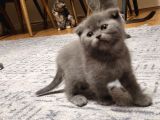 Ankara Baba Scottish Fold Anne British Shorthair Yavrular