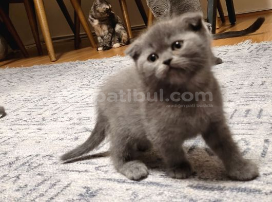 Ankara Baba Scottish Fold Anne British Shorthair Yavrular görsel
