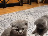 Ankara Baba Scottish Fold Anne British Shorthair Yavrular
