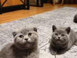 Ankara Baba Scottish Fold anne British Shorthair yavrular