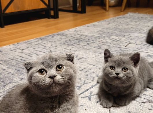 Ankara Baba Scottish Fold Anne British Shorthair Yavrular