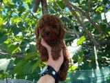Şeker Tadında Poodle Kore Kan Yavrularımız