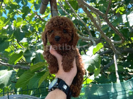 Şeker Tadında Poodle Kore Kan Yavrularımız görsel