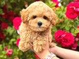 Malti̇poo Ci̇nsi̇ Yavrular Ev Üreti̇mi̇