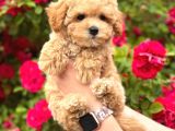 Malti̇poo Ci̇nsi̇ Yavrular Ev Üreti̇mi̇