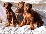 İri Yapılı Doberman Yavrular