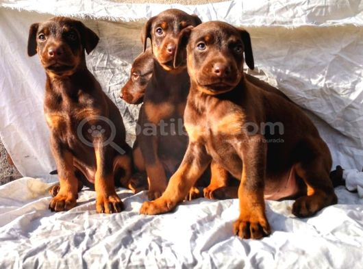 İri Yapılı Doberman Yavrular görsel