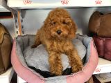 4 Aylik Oyuncak Surat Safkan Poodle Bebekleri̇mi̇z