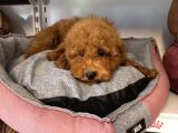 4 Aylik Oyuncak Surat Safkan Poodle Bebekleri̇mi̇z