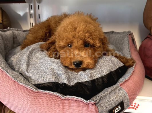 4 Aylik Oyuncak Surat Safkan Poodle Bebekleri̇mi̇z görsel