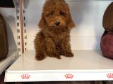 4 Aylik Oyuncak Surat Safkan Poodle Bebekleri̇mi̇z