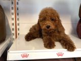 4 AYLIK OYUNCAK SURAT SAFKAN POODLE BEBEKLERİMİZ