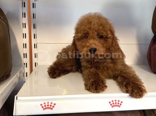 4 Aylik Oyuncak Surat Safkan Poodle Bebekleri̇mi̇z