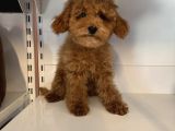 4 Aylik Oyuncak Surat Safkan Poodle Bebekleri̇mi̇z