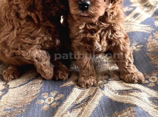Toy Poodle Bebekler Safkan görsel