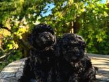 Toy Poodle Bebekler Safkan