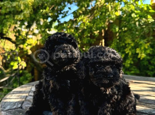 Toy Poodle Bebekler Safkan görsel
