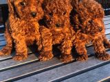 Toy Poodle Bebekler Safkan
